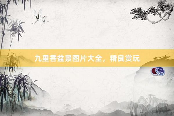 九里香盆景图片大全，精良赏玩